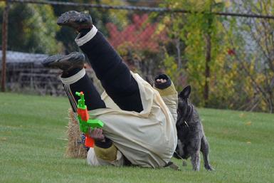 Dutch Shepherd UJJ UAGII URO3 CH Cher Cars Its My Perogative BTr CSAU CGC(Becker) at Cher Car Kennels