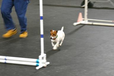 Parson Russell Terrier competing in agility