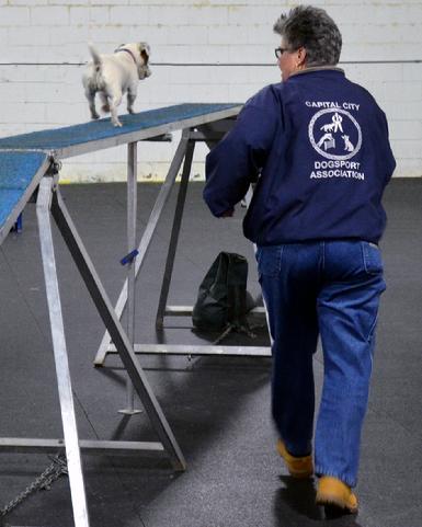 Parson Russell Terrier competing in agility