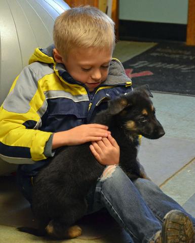 German Shepherd puppies for sale at Cher Car Kennels