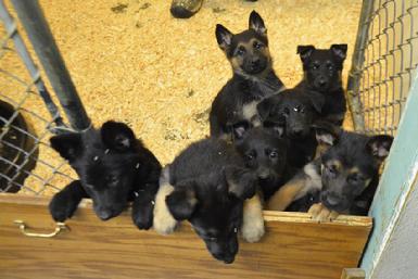 German Shepherd puppies for sale at Cher Car Kennels