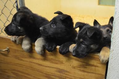 German Shepherd puppies for sale at Cher Car Kennels