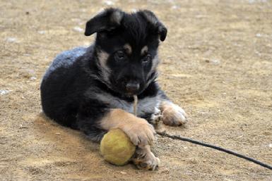 German Shepherd puppies for sale at Cher Car Kennels