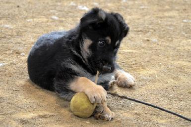 German Shepherd puppies for sale at Cher Car Kennels