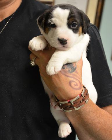 Parson Jack Russell Terrier puppies for sale at Cher Car Kennels