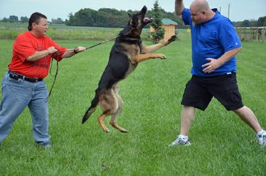 German Shepherd "Diesel" at Cher Car Kennels