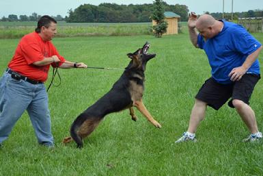 German Shepherd "Diesel" at Cher Car Kennels