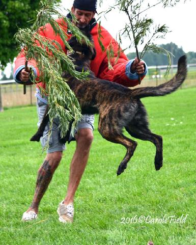 Dutch Shepherd puppies for sale at Cher Car Kennels