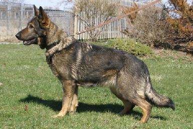 German Shepherd "Ela" at Cher Car Kennels