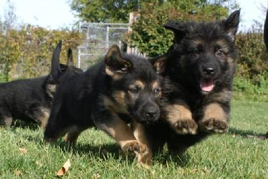 German Shepherd puppies at Cher Car Kennels
