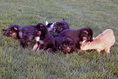 German Shepherd puppies for sale at Cher Car Kennels