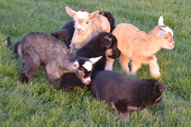 German Shepherd puppies for sale at Cher Car Kennels