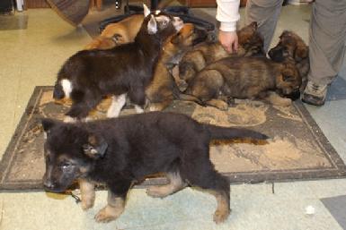 German Shepherd puppies at Cher Car Kennels