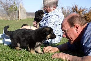 German Shepherd puppies at Cher Car Kennels