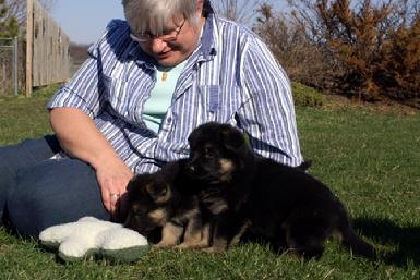 German Shepherd puppies at Cher Car Kennels