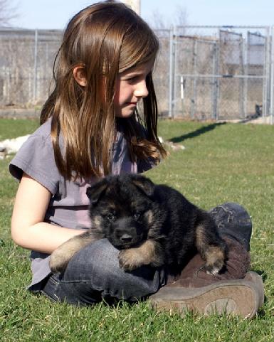 German Shepherd puppy at Cher Car Kennels