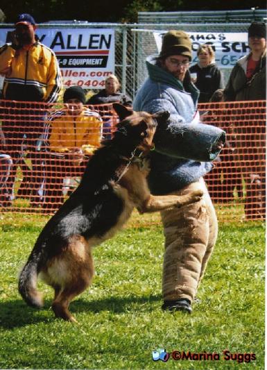 Greer competing at the MI K-9 Challenge