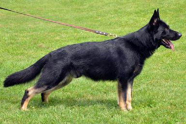 German Shepherd CH "Grimm" at Cher Car Kennels