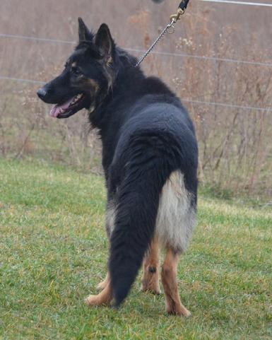 German Shepherd puppies for sale at Cher Car Kennels