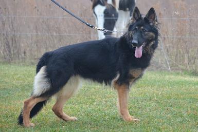 German Shepherd puppies  for sale at Cher Car Kennels