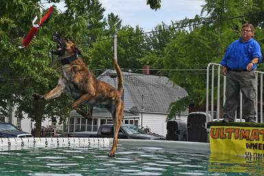 Dutch Shepherd puppies for sale at Cher Car Kennels