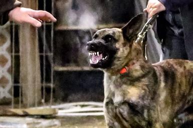 Dutch Shepherd puppies for sale at Cher Car Kennels
