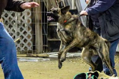 Dutch Shepherd puppies for sale at Cher Car Kennels