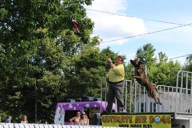 Dutch Shepherd puppies for sale at Cher Car Kennels