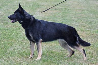 German Shepherd puppies for sale at Cher Car Kennels