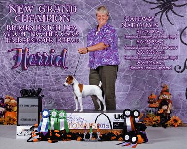 No. 1 Parson Russell Terrier and New GRAND CHAMPION