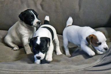 Parson Jack Russell Terrier puppies for sale at Cher Car Kennels