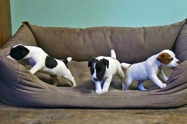 Parson Jack Russell Terrier puppies for sale at Cher Car Kennels