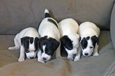 Parson Russell Terrier puppies for sale at Cher Car Kennels