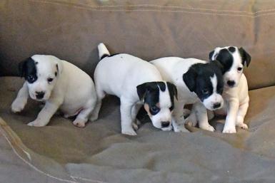 Parson Russell Terrier puppies for sale at Cher Car Kennels