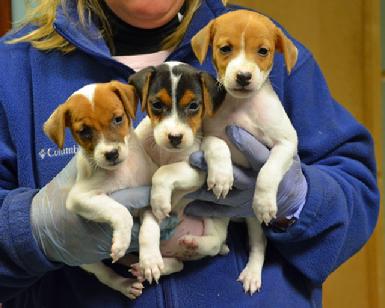 Parson Jack Russell Terrier puppies at Cher Car Kennels