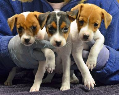 Parson Jack Russell Terrier puppies at Cher Car Kennels