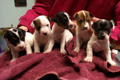 Jack Russell puppies