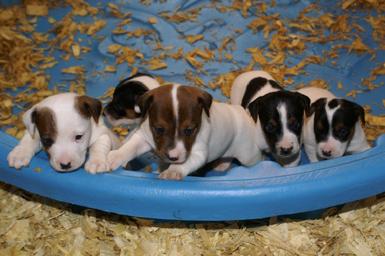 Jack Russell puppies