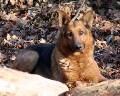 German Shepherd bred by Cher Car Kennels