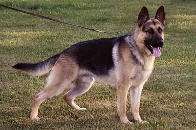 German Shepherd puppies for sale at Cher Car Kennels