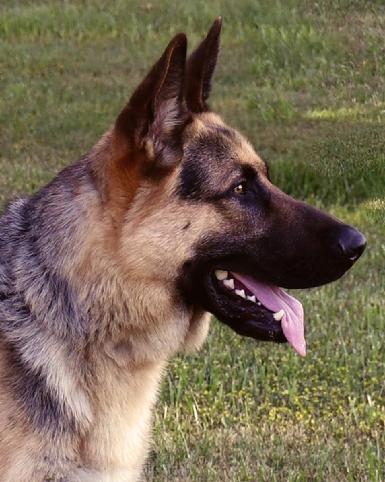 German Shepherd puppies for sale at Cher Car Kennels