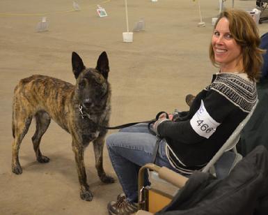 Dutch Shepherd CH "Vinnie" at Cher Car Kennels in St. Johns, Michigan