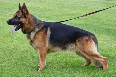German Shepherd puppies for sale at Cher Car Kennels