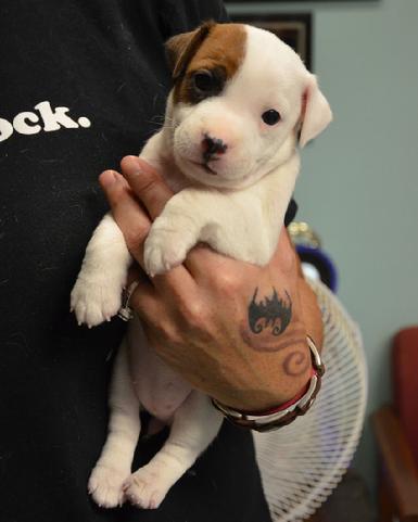 Parson Jack Russell Terrier puppies for sale at Cher Car Kennels