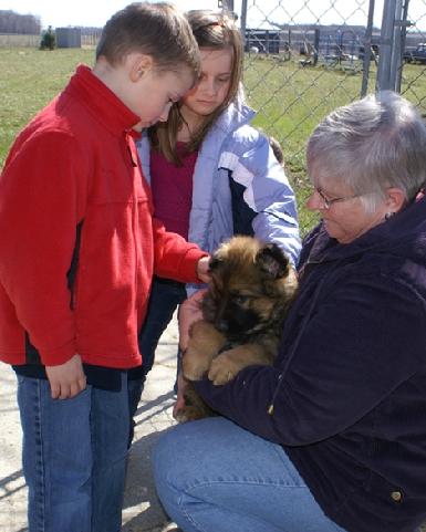 German Shepherd puppy at Cher Car Kennels