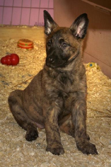 Dutch Shepherds puppies for sale at Cher Car Kennels