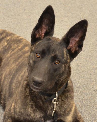 Dutch Shepherds from Cher Car Kennels