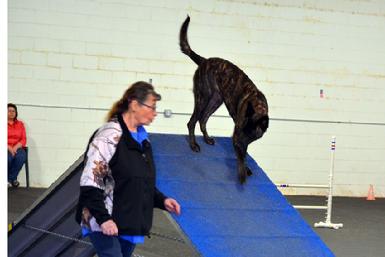 Dutch Shepherds for sale at Cher Car Kennels