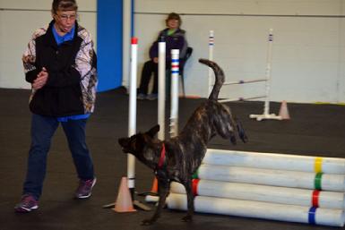 Dutch Shepherds from Cher Car Kennels