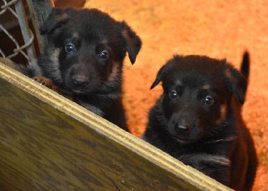 German Shepherd puppies for sale at Cher Car Kennels